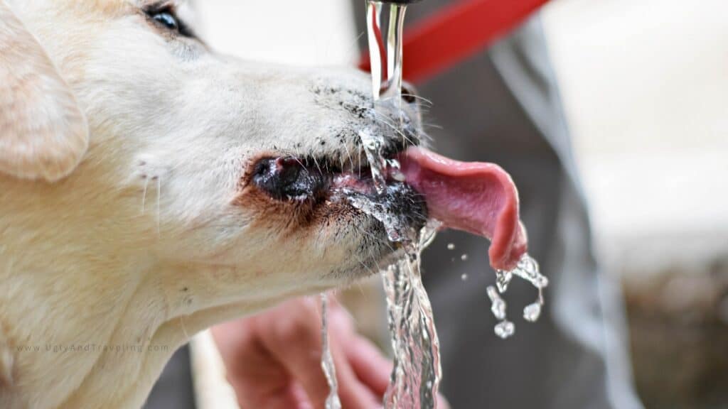 Dog Hydration