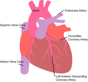 Your Heart and Heart Disease