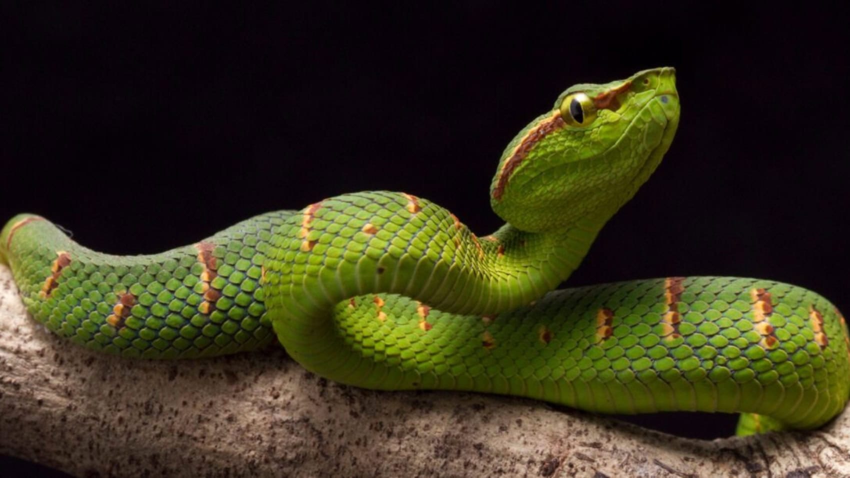 shutterstock_1358437871