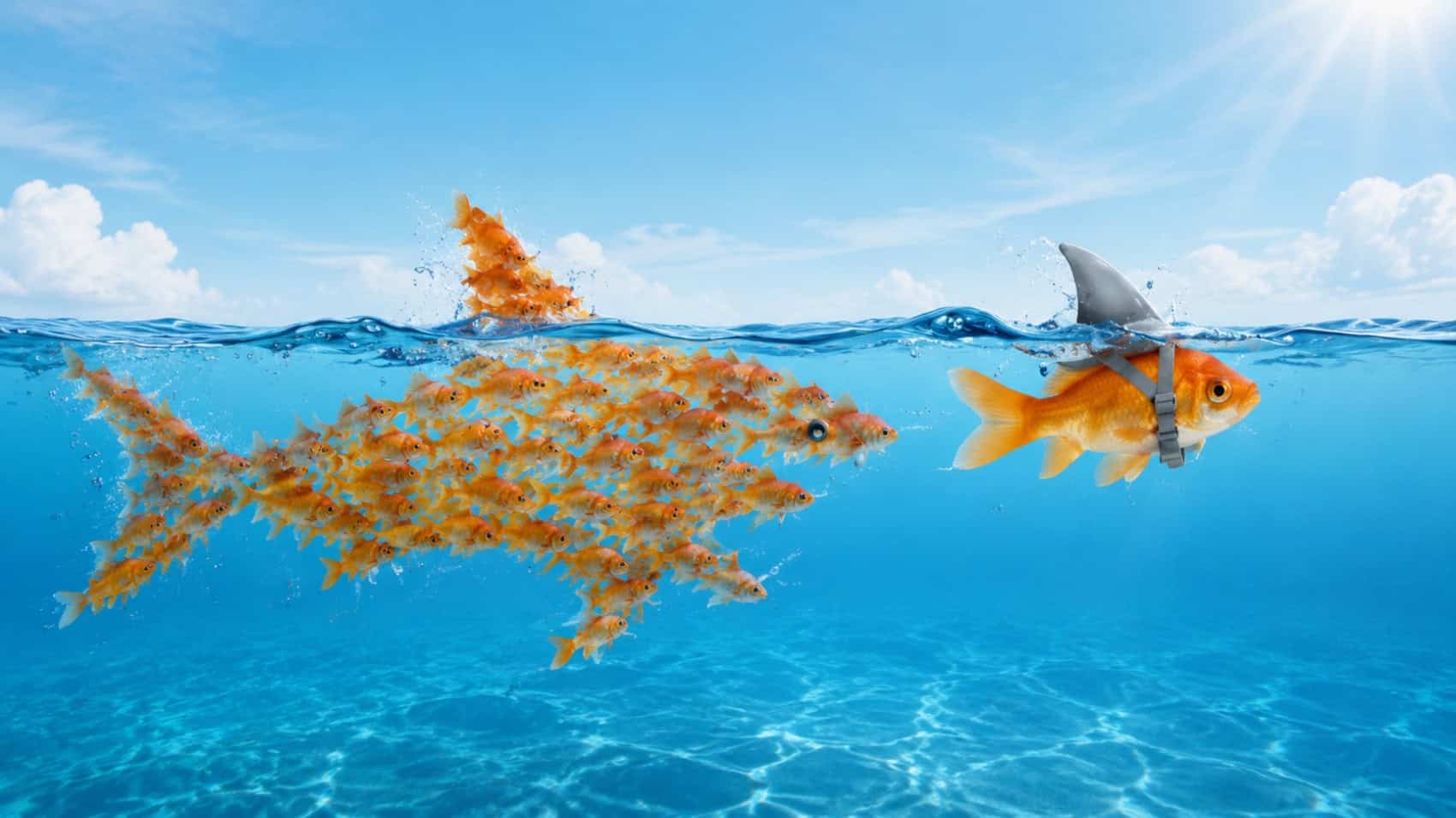 Shark Fish