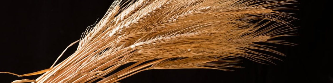 Deatil,Of,Barley,On,The,Black,Background