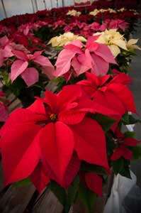 Poinsettia flowers in red, pink, and cream colors, often used as festive holiday decorations, showcasing vibrant and lush foliage for a cheerful seasonal display.