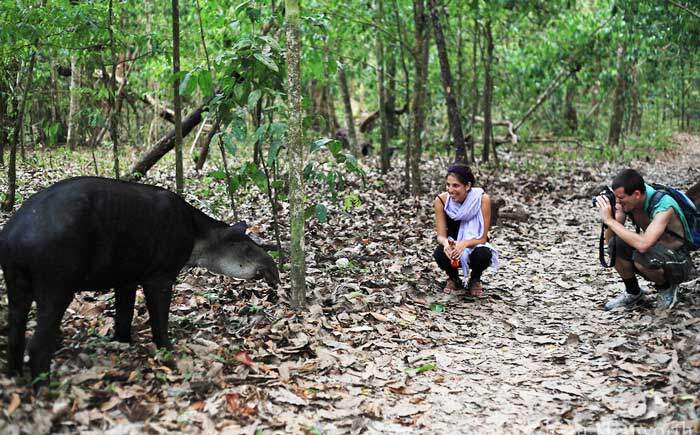 See Tapirs in Corcovado