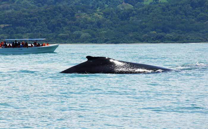 Avistamiento de ballena jorobada