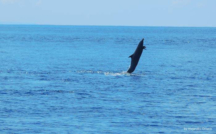 Delfin Uvita, Costa Rica