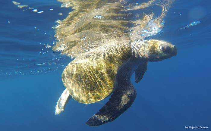 Tortuga en Uvita, Costa Rica