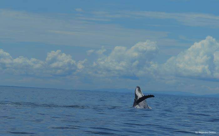 Ballena en Marino Ballena, Uvita, Costa Rica