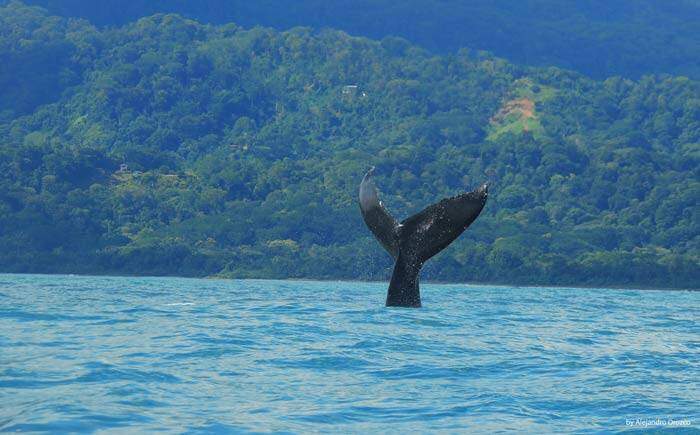 Ballena en Marino Ballena, Uvita, Costa Rica