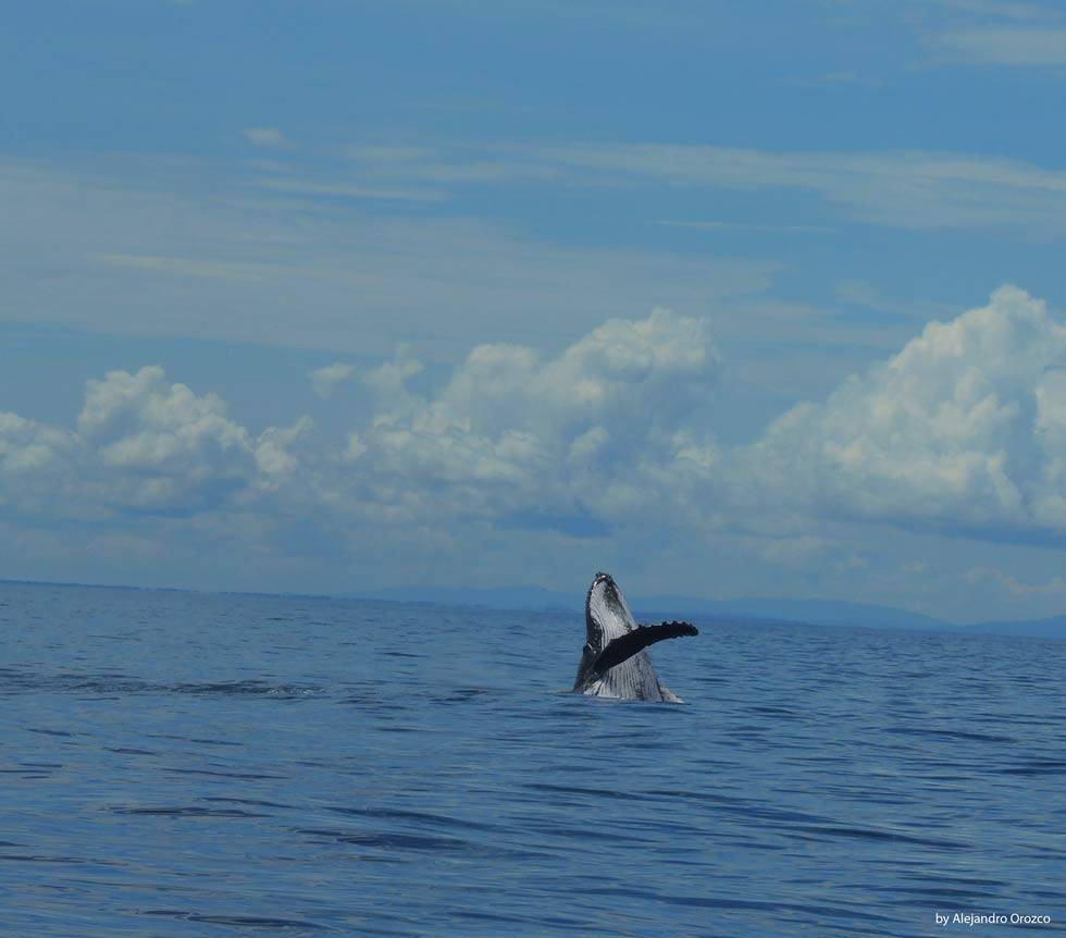 whale watching in uvita