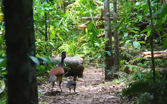 Corcovado National Park Costa Rica
