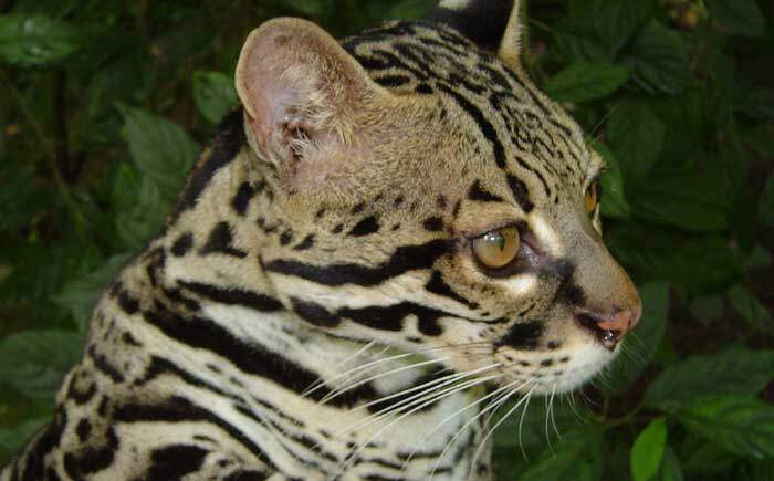 Margay Corcovado Costa Rica