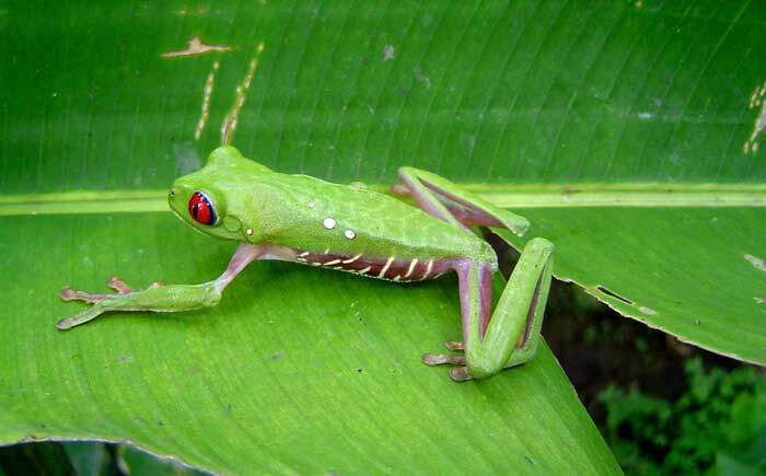 Red Eyed Tree Frog Corcovado Costa Rica