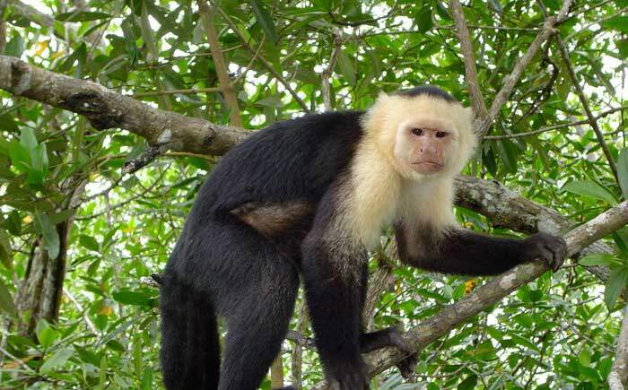 White Faced Capuchin Corcovado Costa Rica