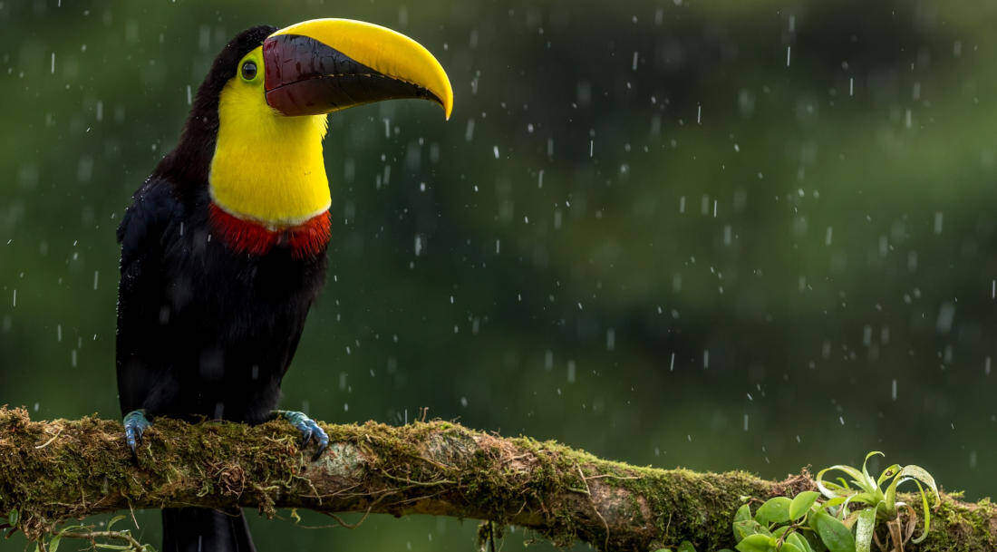 rainy season costa rica