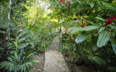yep! there are insects in the rainforest