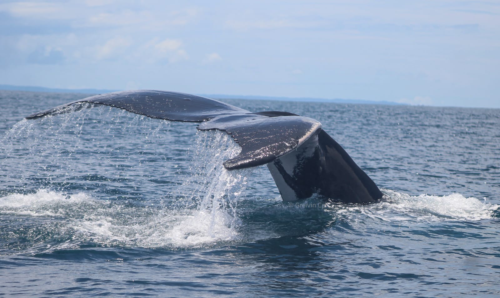 Humpback whale breaching near Dominical, Costa Rica