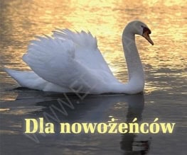 Perełka 198. Dla nowożeńców