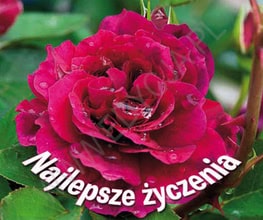 Perełka 200. Najlepsze życzenia