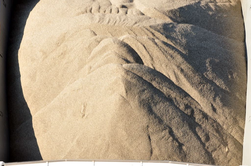 Versteinerte Fossilien im Sand, archäologische Entdeckung, geologische Fossilien, Fossilfund, Naturgeschichte.