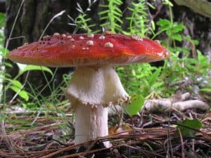 Pilz im Wald, Fliegenpilz mit rotem Hut und weißen Flecken, Naturfotografie.