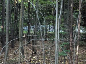 Dichte Waldbestände mit kleinen Bächen und dichtem Laub, Naturfotografie von Wolfgang Kurtz.