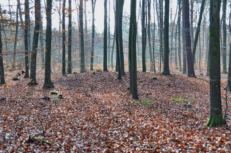 1. Mystischer Herbstwald mit fallenden Blättern und Moosbedecktem Boden.