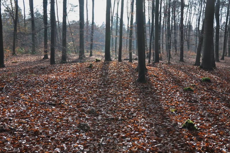 1. Waldboden im Herbst mit Bäumen und Laub, Naturlandschaft in Deutschland.
