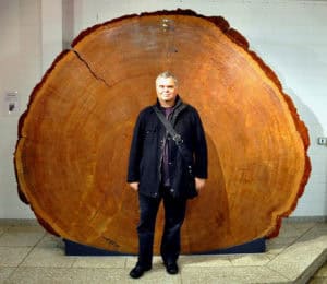 Großer Baumscheibe Holz exotisch Naturmaterialien.