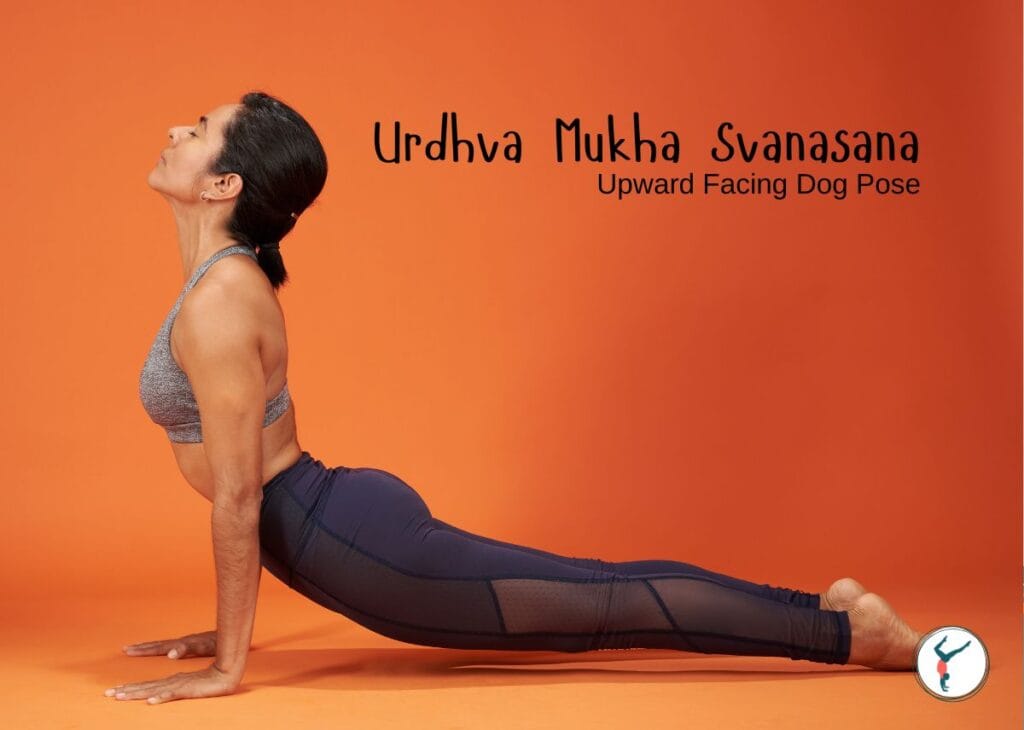 Upward Facing Dog Pose (Urdhva Mukha Svanasana)
