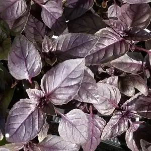 Fialové listy bazalky na zahradě pro zdraví, ekologická a zdravá pěstování bylinek.