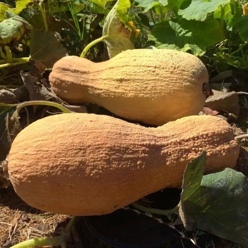 Zlatá dýně na zahradě, zdravé a výživné, ideální pro pěstování do kuchyně, ekologická zahrada, sezónní sklizeň, farmářská kvalita, organické plodiny, zdravé potraviny, pěstování dýní, ekologický zahradní projekt, Zahrada pro zdraví, pěstování a sklizeň dýní v ekologické zahradě, zdravé a chutné dýně z vlastní zahrady.