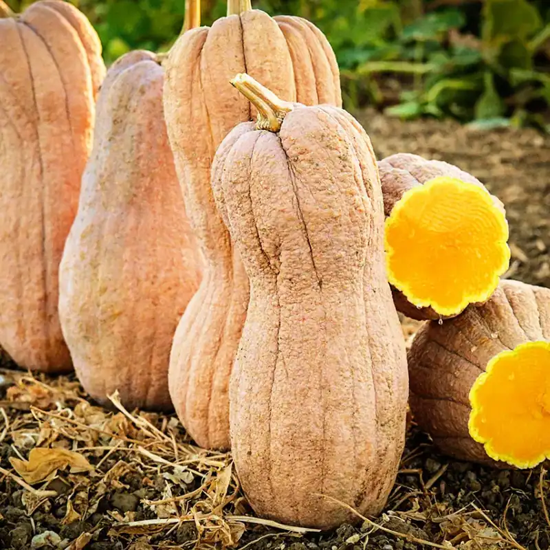 Sušené dýně na zahradě pro zdraví, bohaté na vitamíny a antioxidanty, ideální pro přípravu zdravých pokrmů a doplňků stravy.