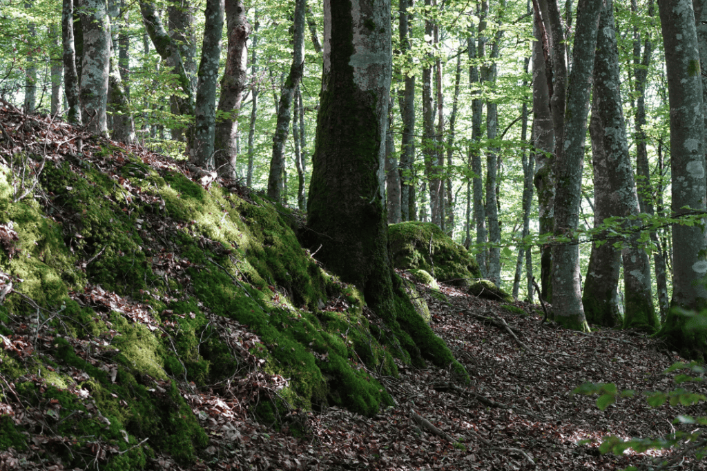 Arborist i Borås