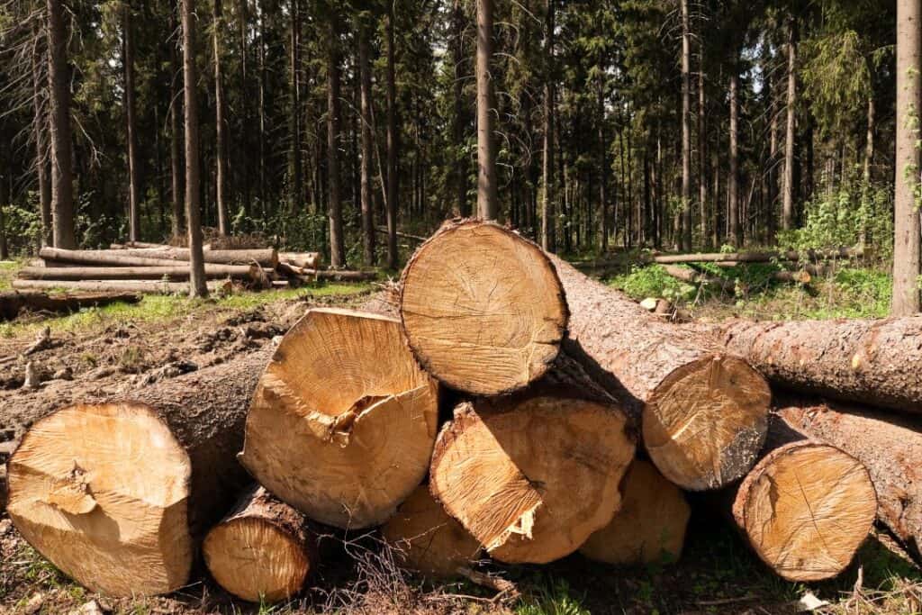 Arborist i Borås