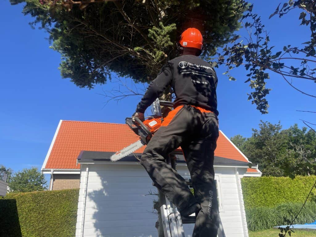 Trädfällning av gran med motorsåg, trädgårdsproffs ab