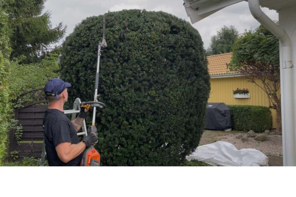 Beskära idegran klot