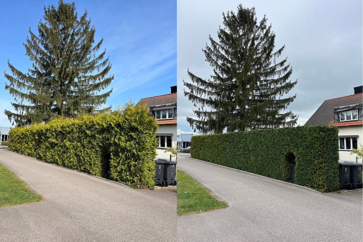 Hög tujahäck