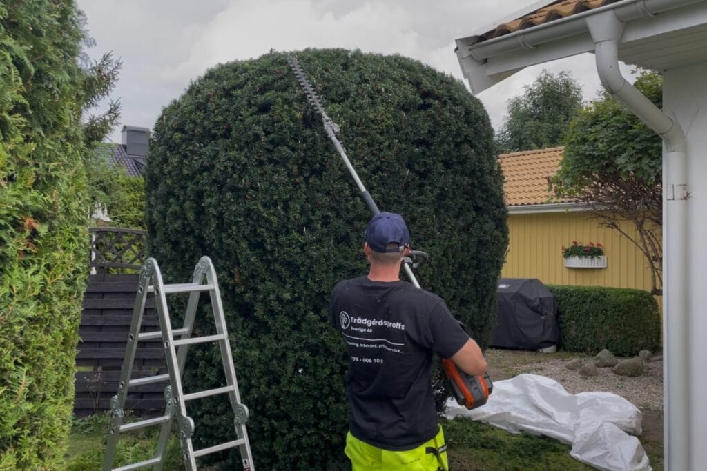 Klippa idegran