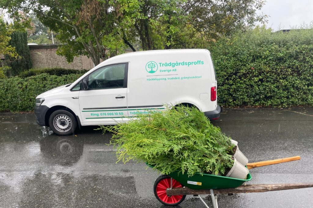 Plantera thuja häck