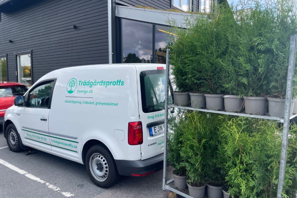 Plantering häck