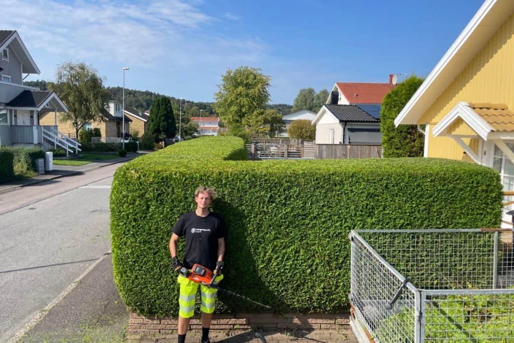 Trimning toppa tujahäck