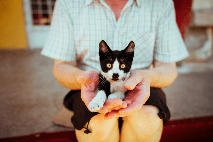 Adopting a Pet