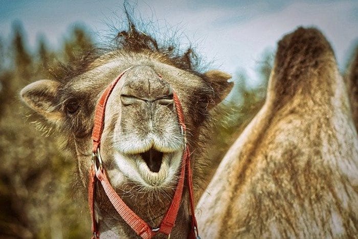 Camel Race Abu Dhabi