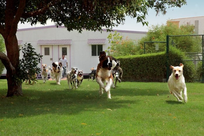 abu dhabi pets