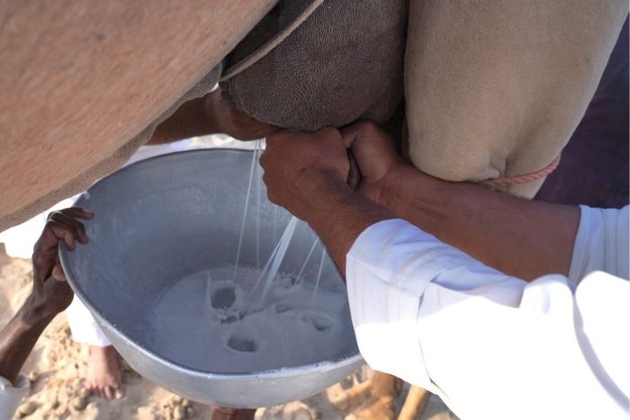camel milking festival