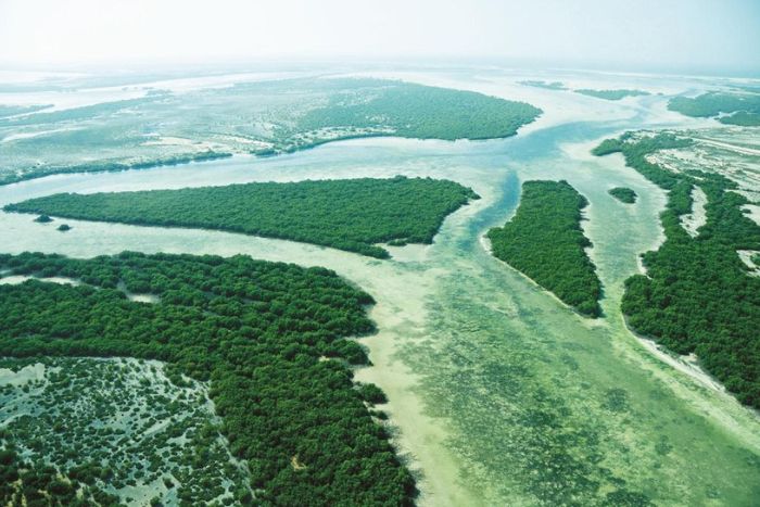 The Environment Agency Abu Dhabi mangrove restoration
