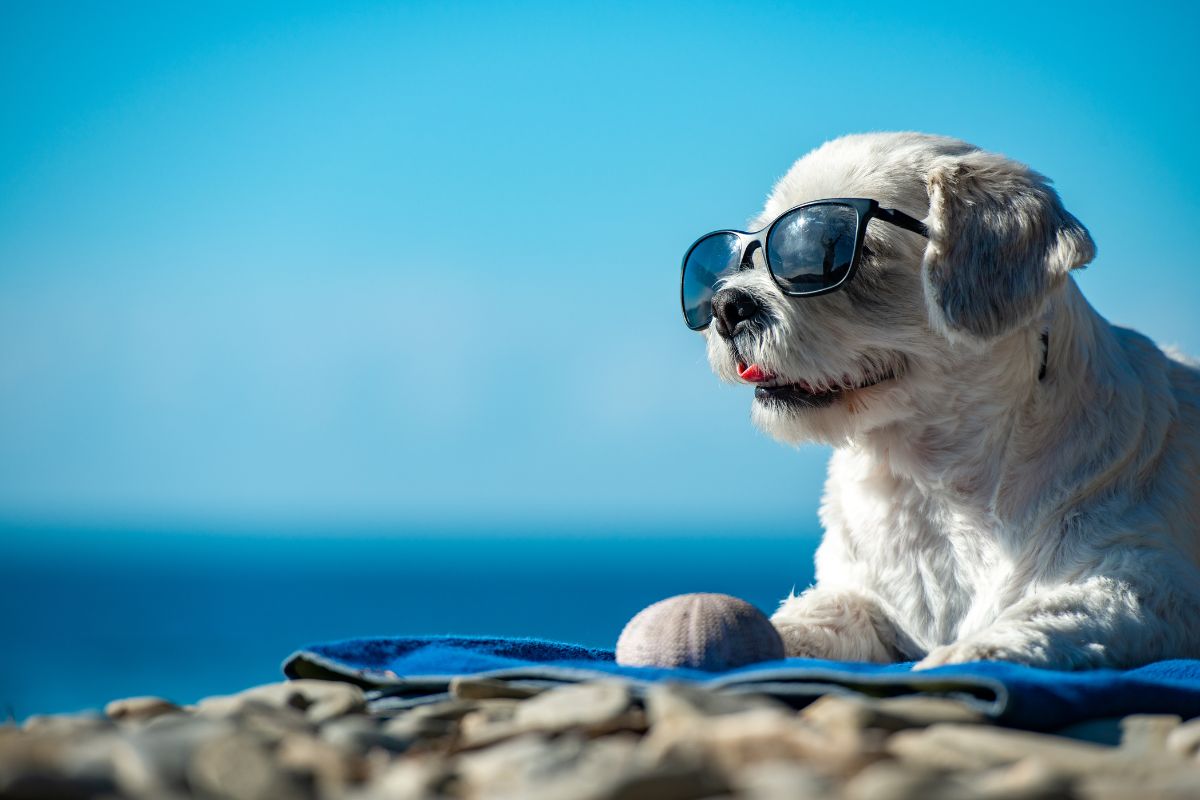 Dog Feastival Dubai 2024