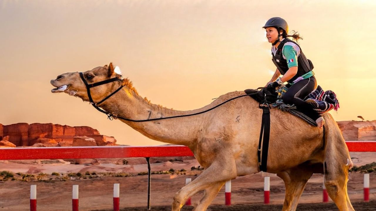 camel racing adcrc