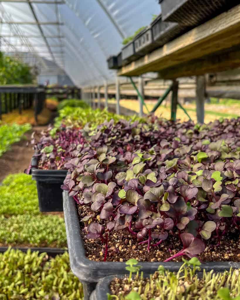 Microgreens in the green house.