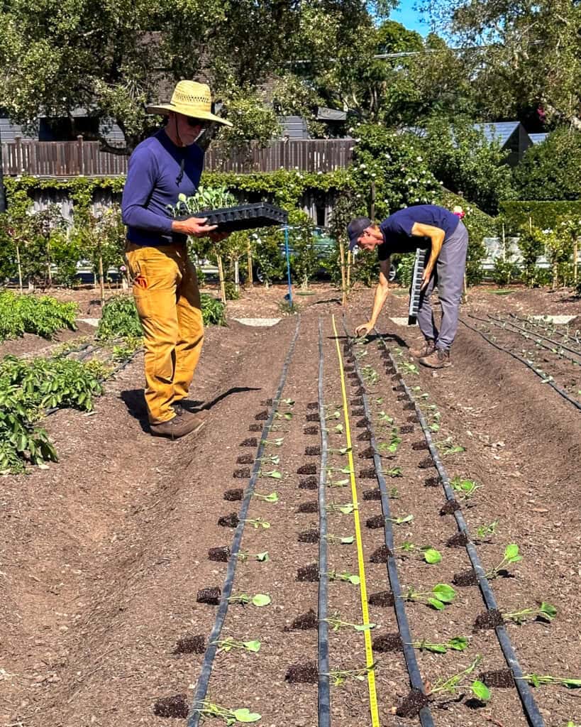 A few gardeners in the French Laundry gardens.